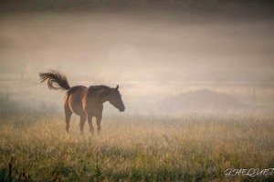 Cheval dans la brume matinale