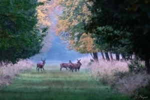 cerf_72037