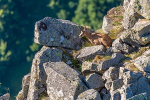 chamois_89141