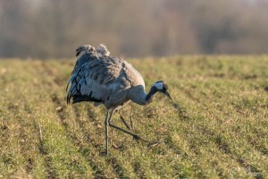 grues-cendrees